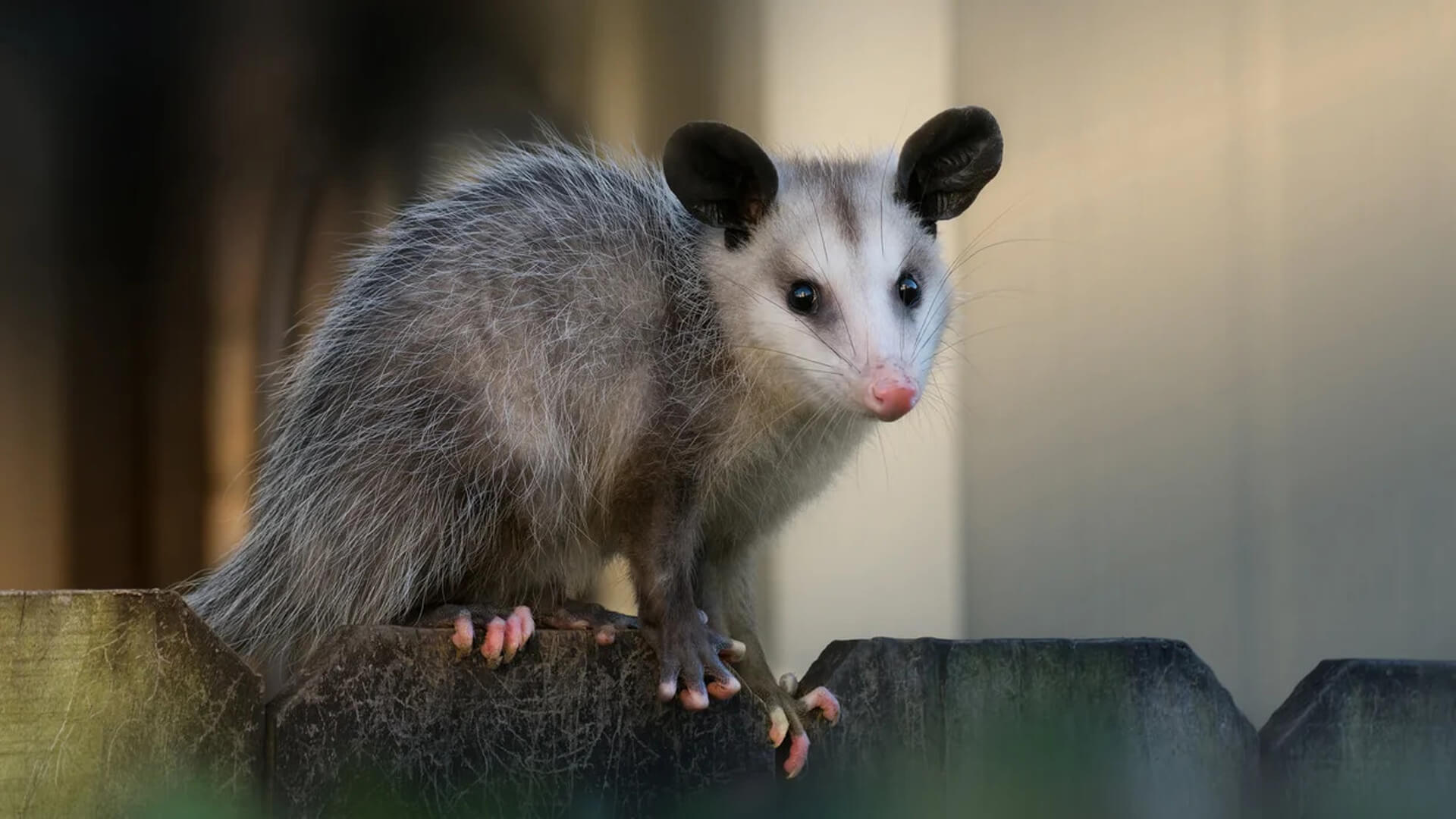 Short-Tailed Opossums