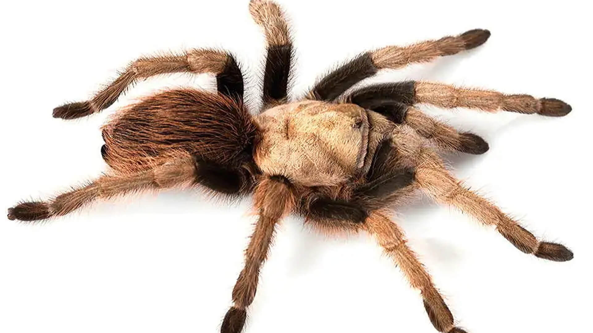 Arizona Blond Tarantula: Personality, Diet and Care - Lil Pet