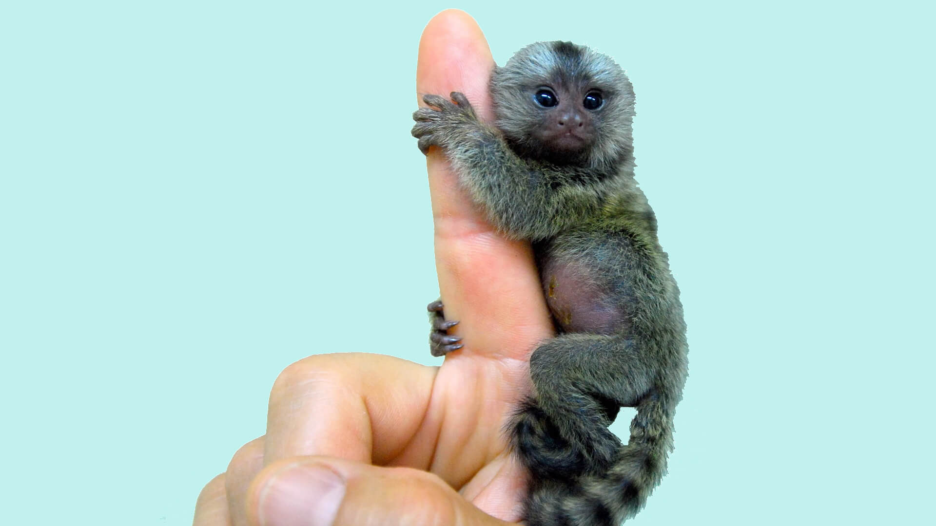 Finger Monkey