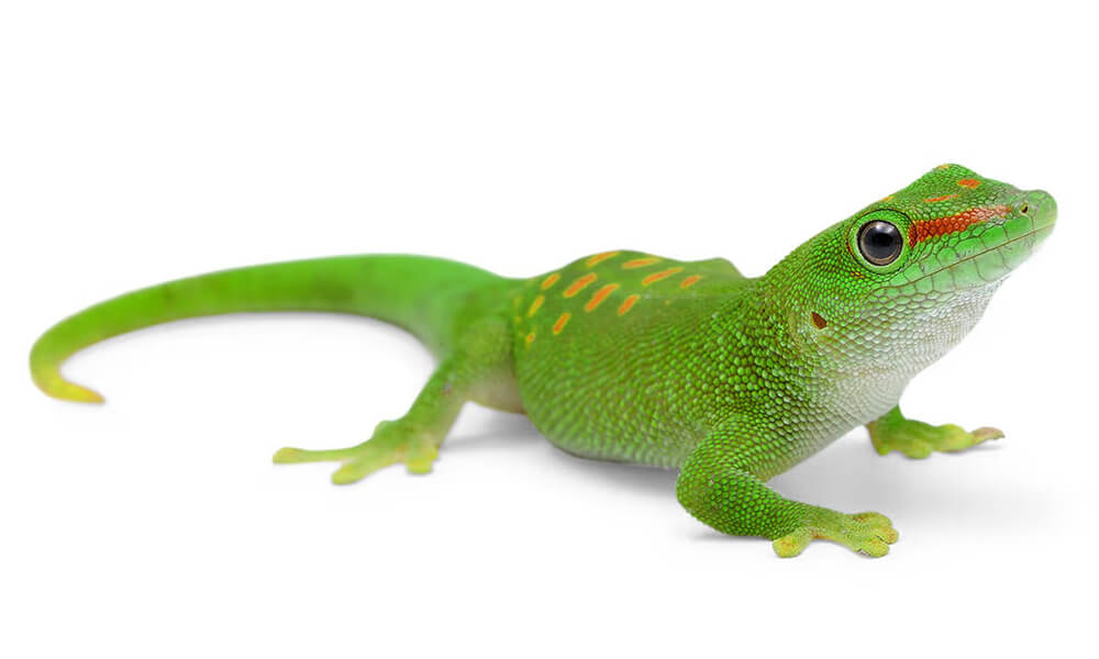 Pet Day Gecko