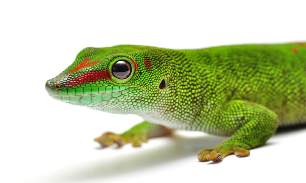 Day Gecko Closeup Shot