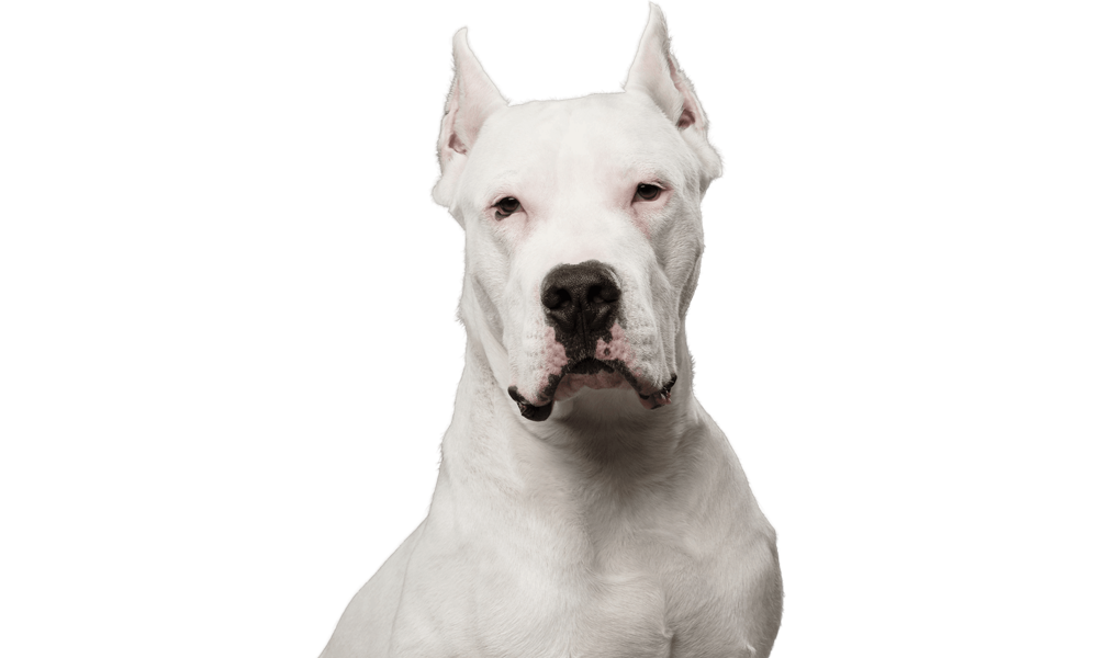 Pet Dogo Argentino: