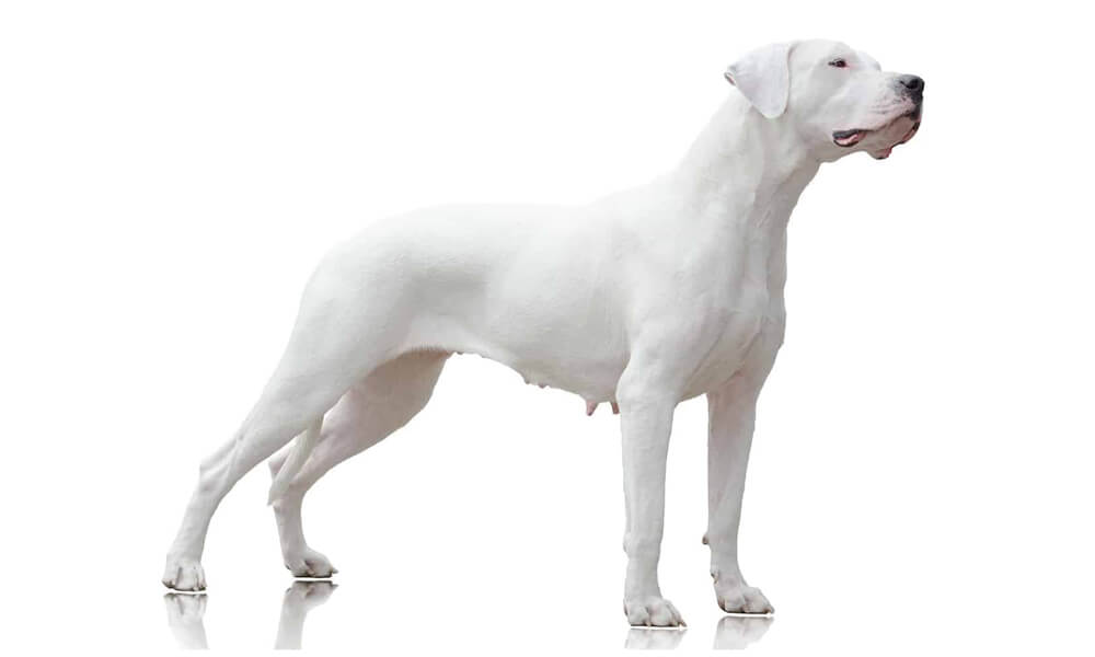 Pet Dogo Argentino: Personality, Diet & Care 1