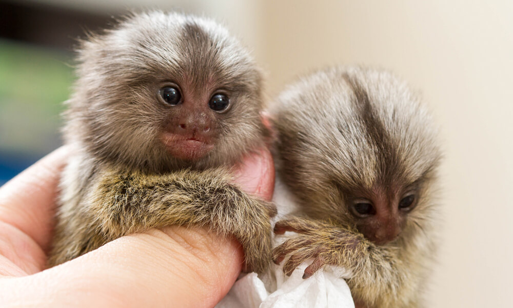 cute baby finger monkey