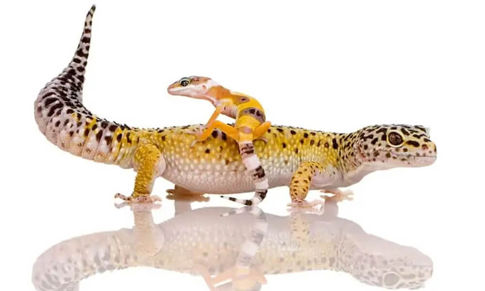 Pet Leopard Gecko