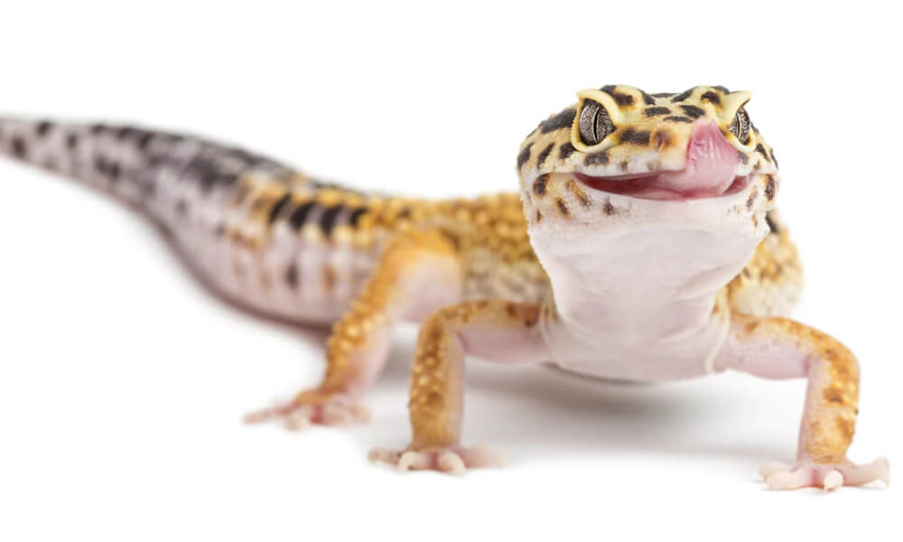 Pet Leopard Gecko
