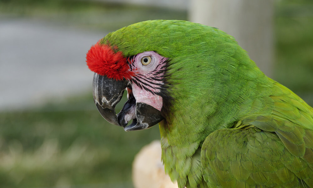 Pet Military Macaw Closeup Image