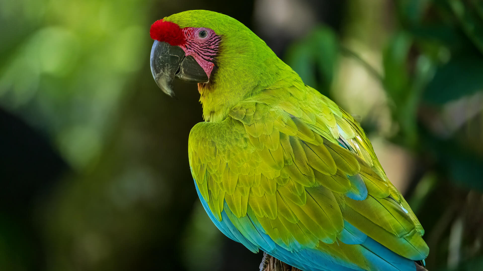 Pet Military Macaw Featured Image