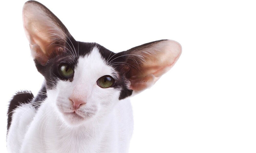 Pet Oriental Shorthair