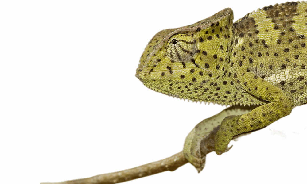 Pet Senegal Chameleon Close Shot