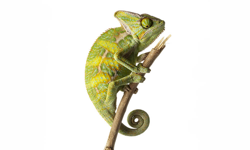 Pet Senegal Chameleon Sitting on a Branch