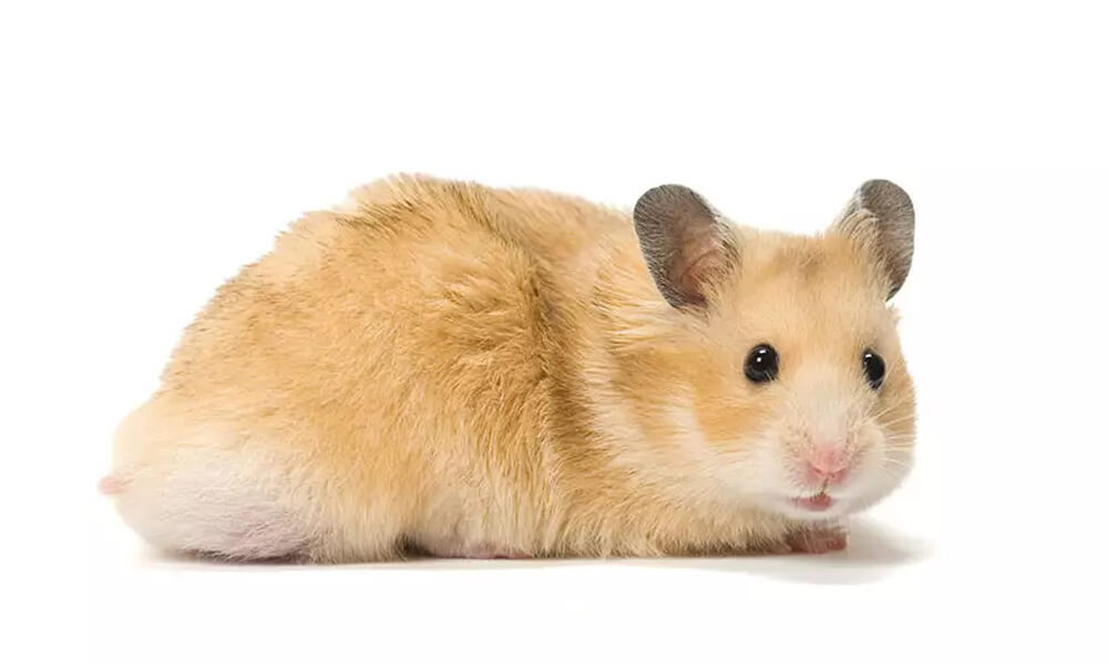 Pet Syrian Hamster