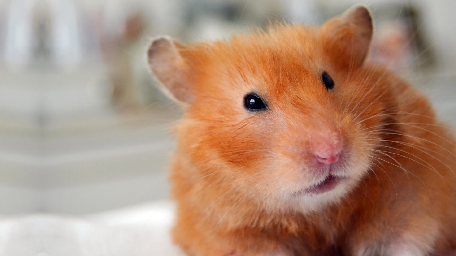 Syrian Hamster Care, Facts, Colors, Life Span - Shorthair & Longhaired