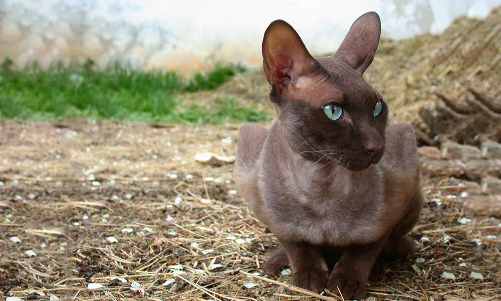 Brown Peterbald Cat Sitting Quietly