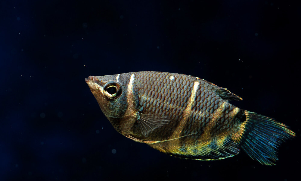 Pet Chocolate Gourami Closeup Image