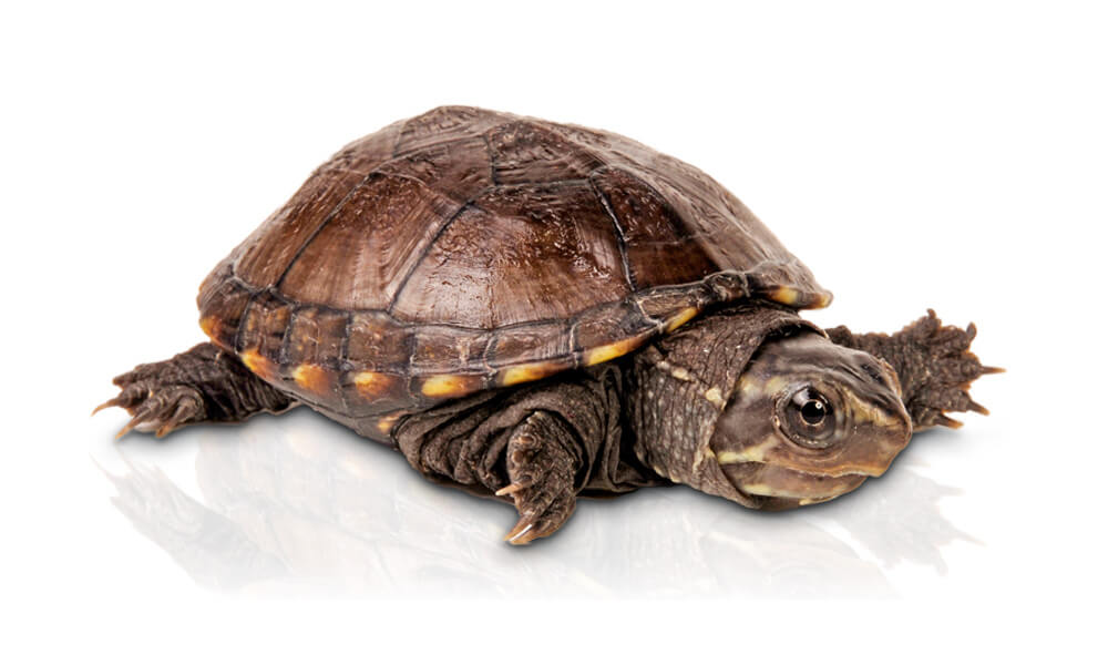 Eastern Mud Turtle