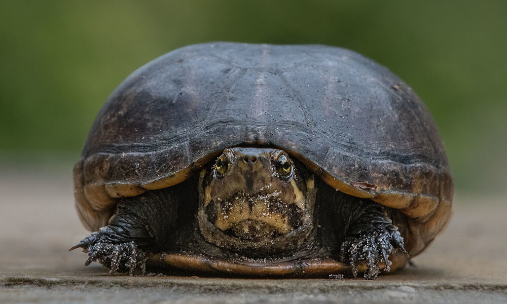 Eastern Mud Turtle Closeup Image