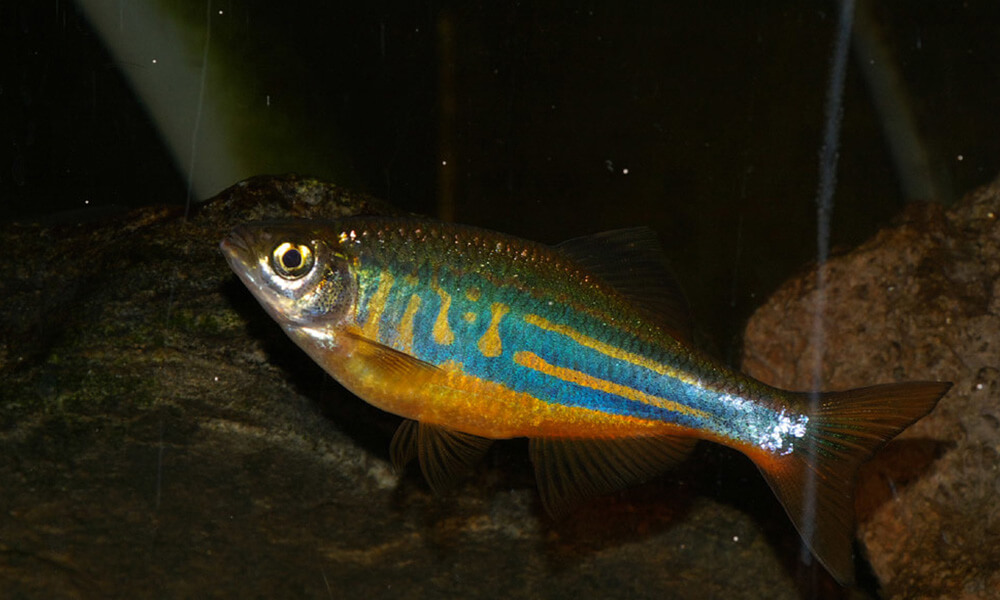Pet Giant Danio Fish: Personality, Diet & Care 1
