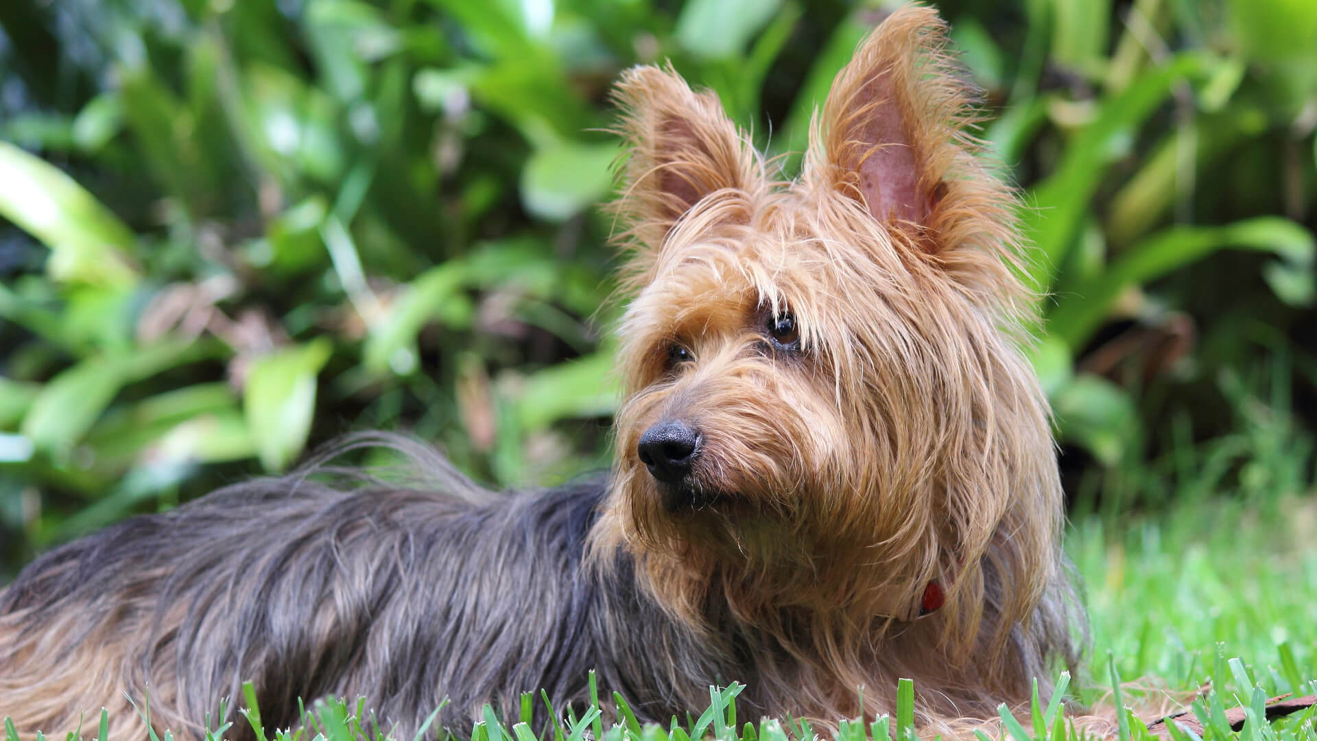 Pet Australian Terrier Dog Featured Image