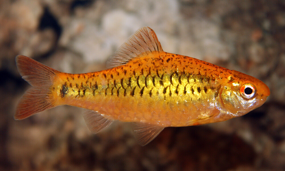 Pet Gold Barb Closeup Image