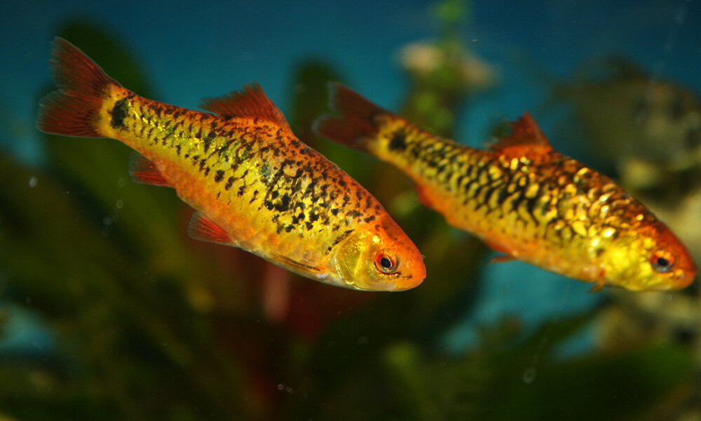 Two Pet God Barbs in Aquarium