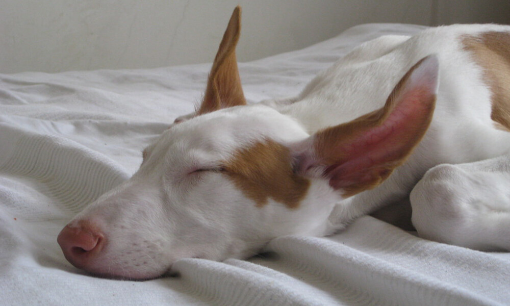 Pet Podenco Sleeping