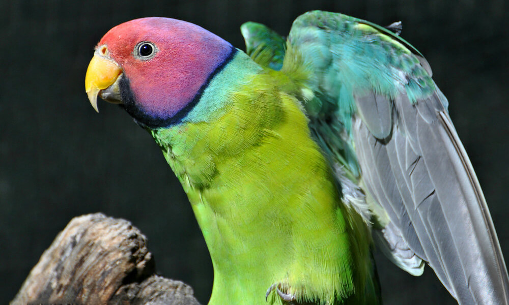 Pet Plum-Headed Parakeet: Personality, Diet & Care 2