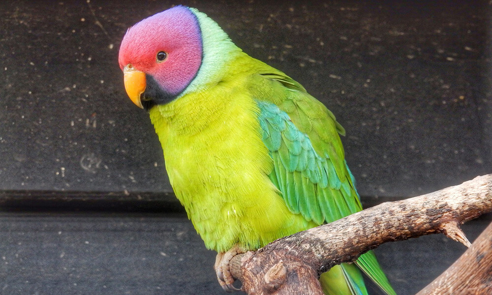 Pet Plum-Headed Parakeet: Personality, Diet & Care 1