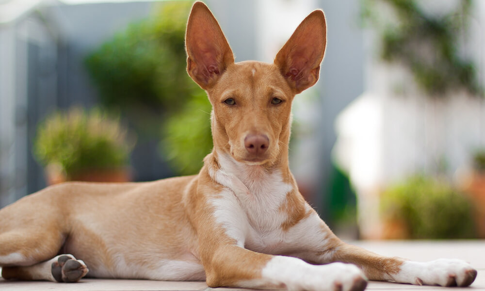 Podenco Looking