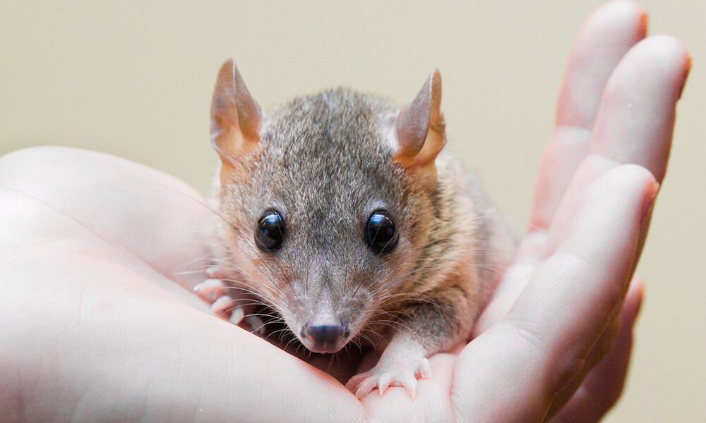 Short-Tailed Opossum in Hand