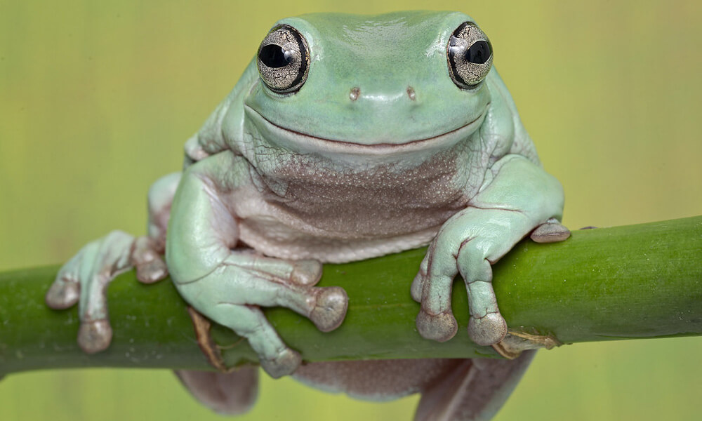 White's Tree Frog sitting