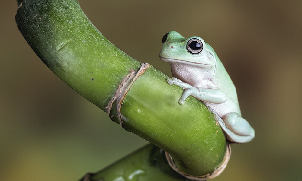 White's Tree Frog on a bamboo