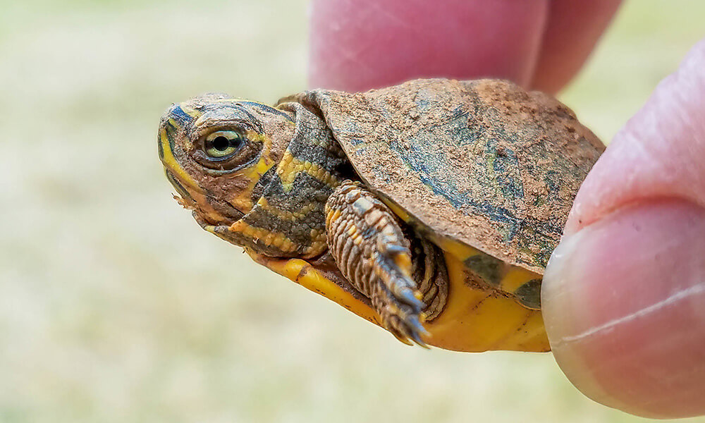 Yellow-Bellied Slider Size