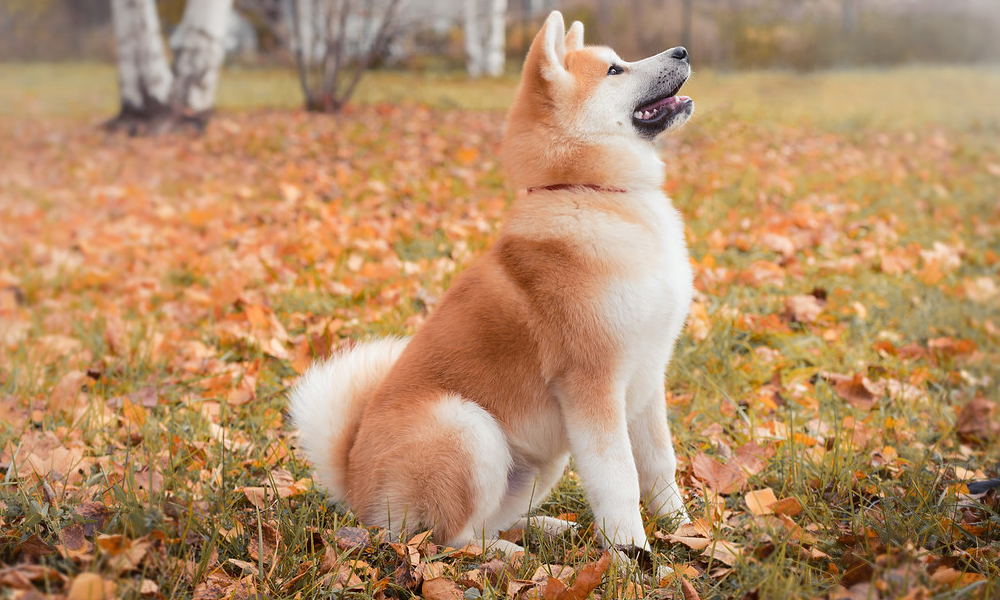 Pet Akita Dog: Personality, Diet & Care 1
