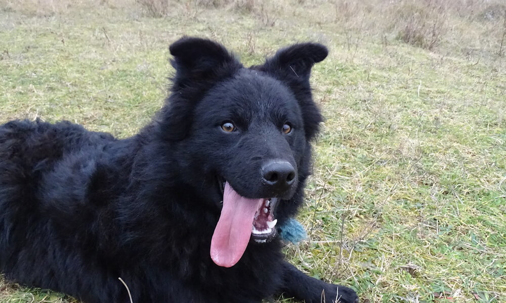 Croatian Sheepdog Closeup Image