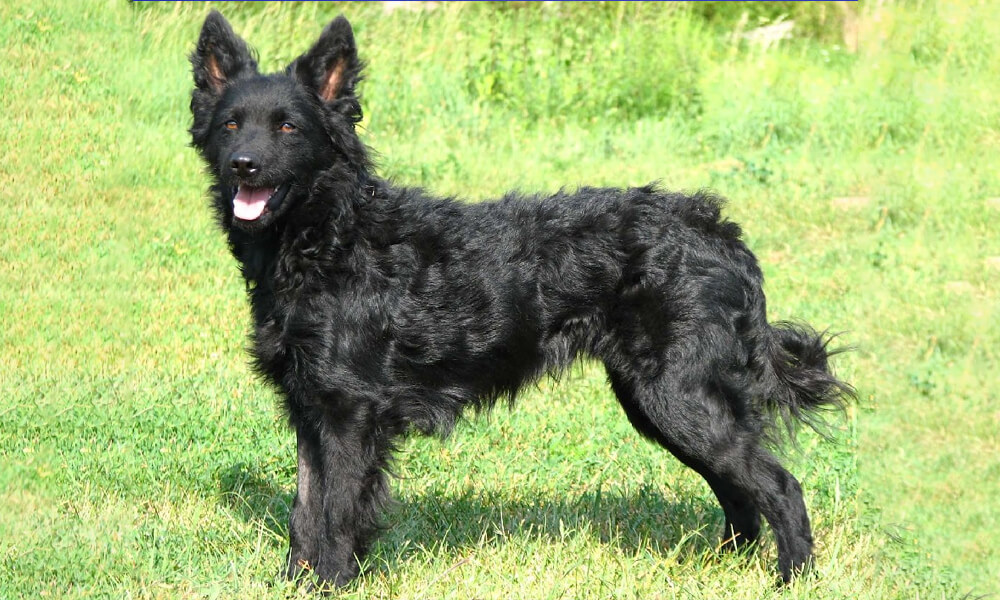 Croatian Sheepdog Full Image