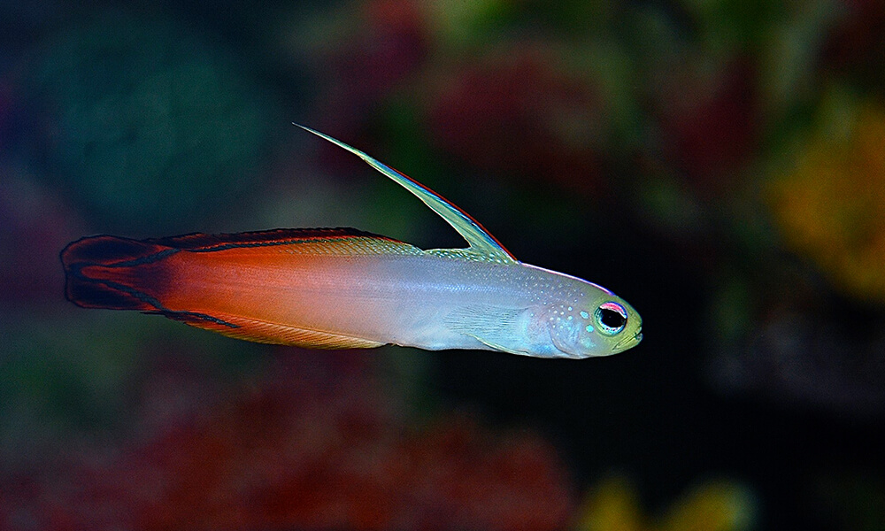 Firefish Goby Closeup Shot