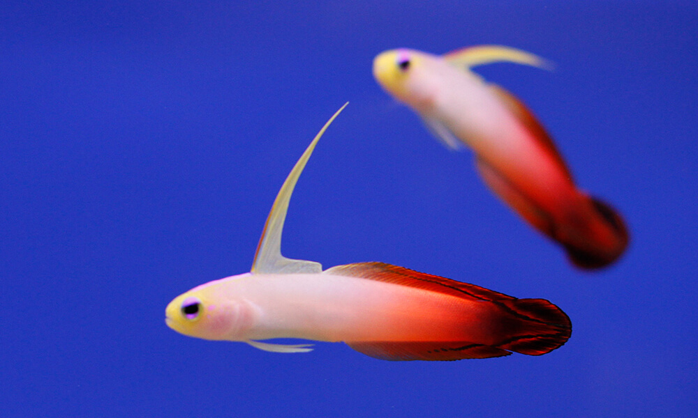 Firefish Goby Couple