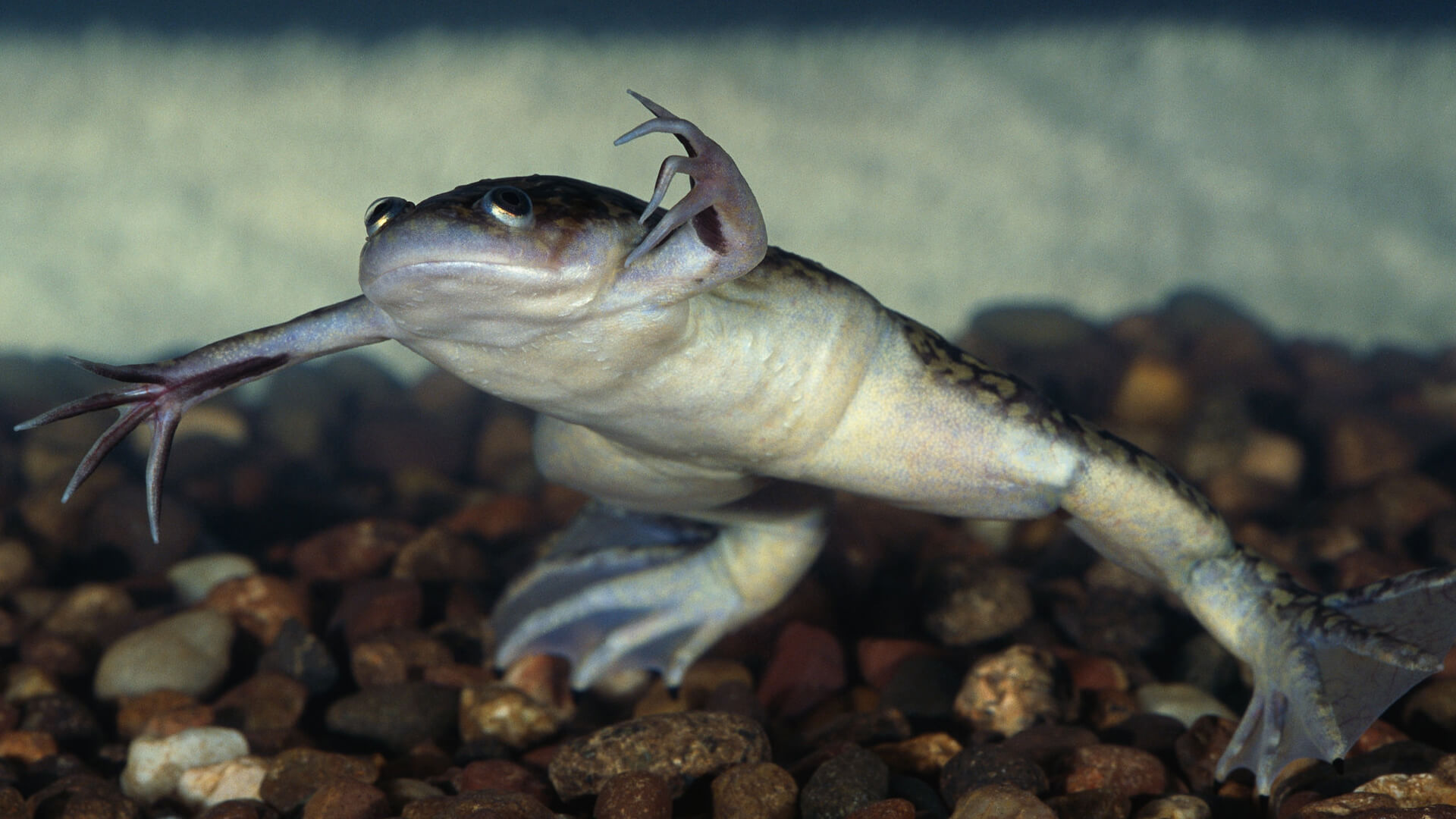 Pet African Clawed Frog Featured Image