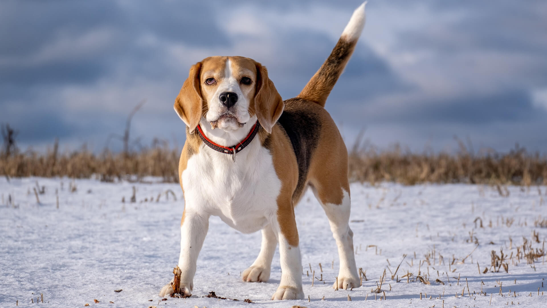 Pet Beagle Featured Image