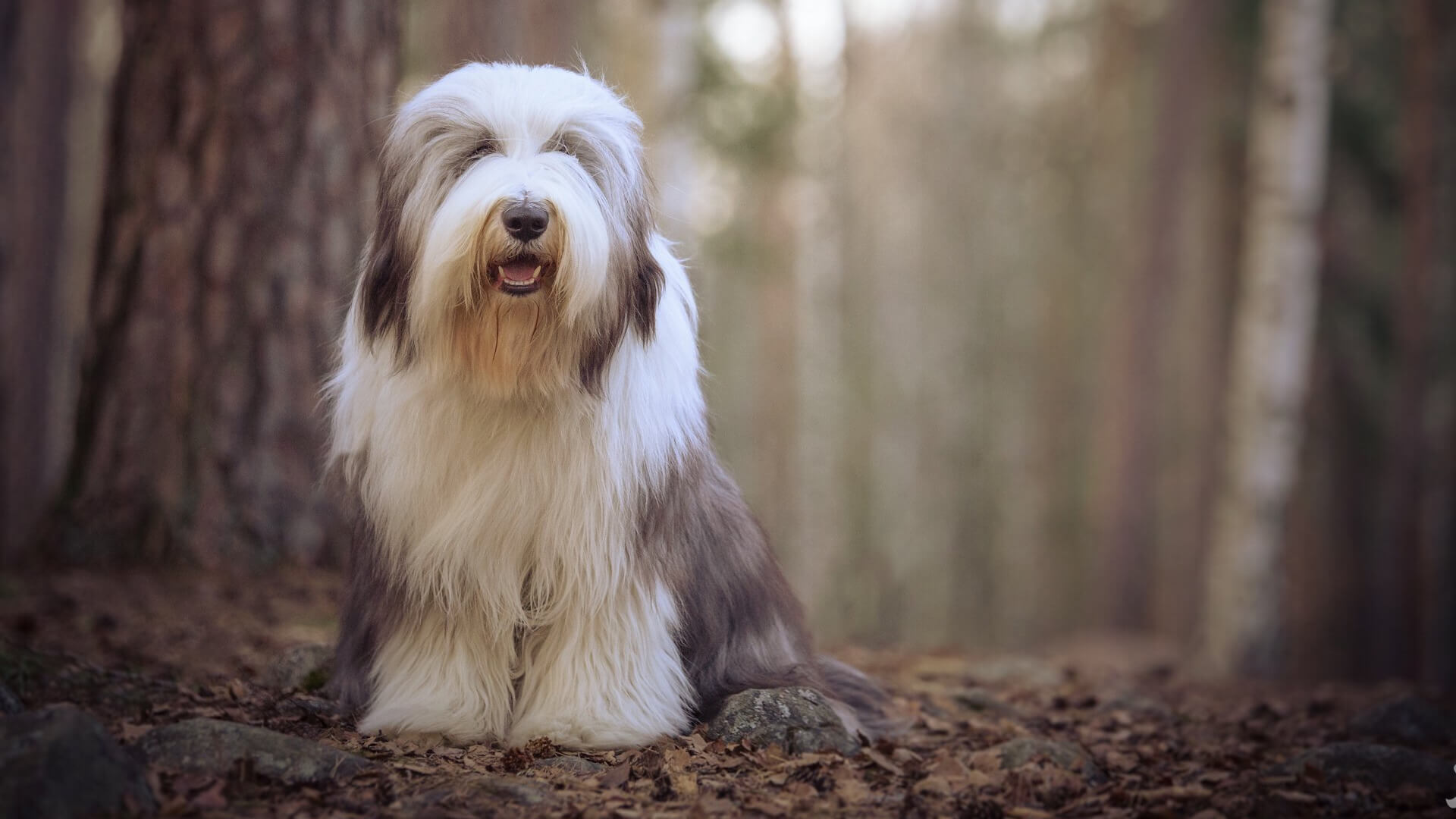 Pet Bearded Collie Featured Image