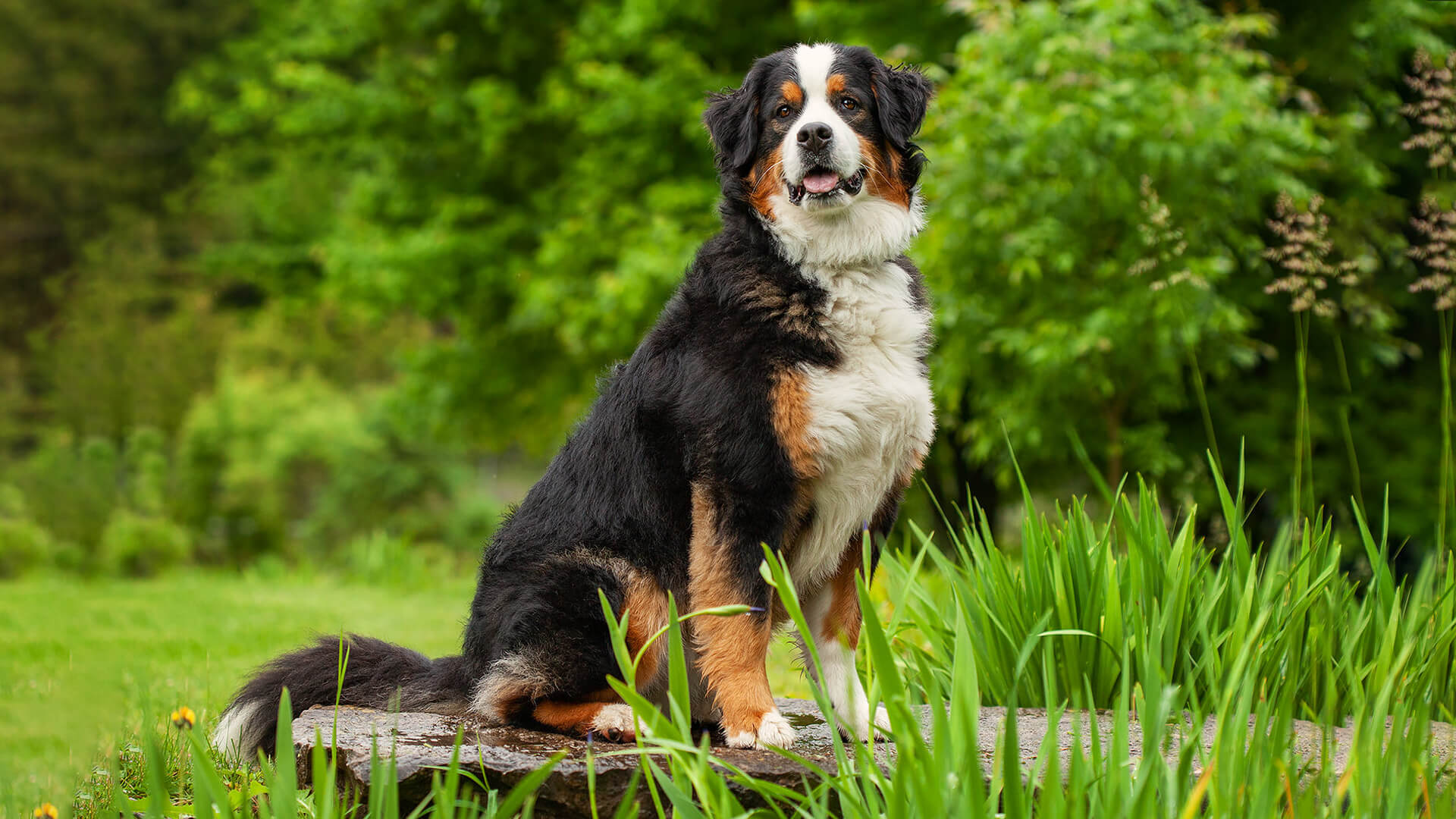 Pet Bernese Mountain Dog Featured Image