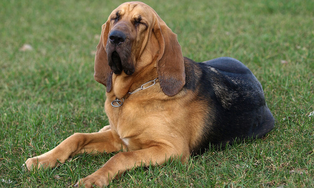 Pet Bloodhound Closeup Image