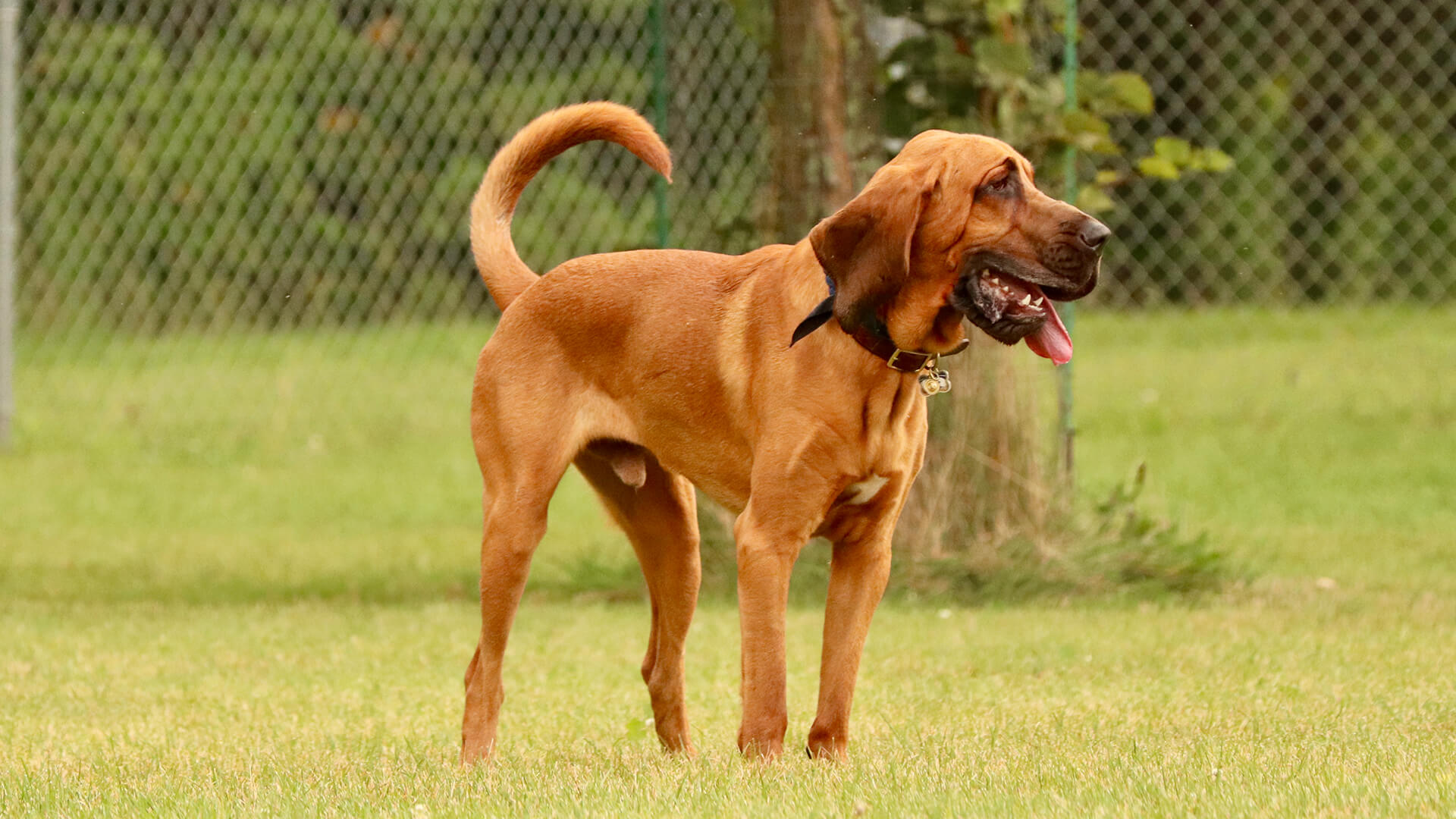 Pet Bloodhound Featured Image