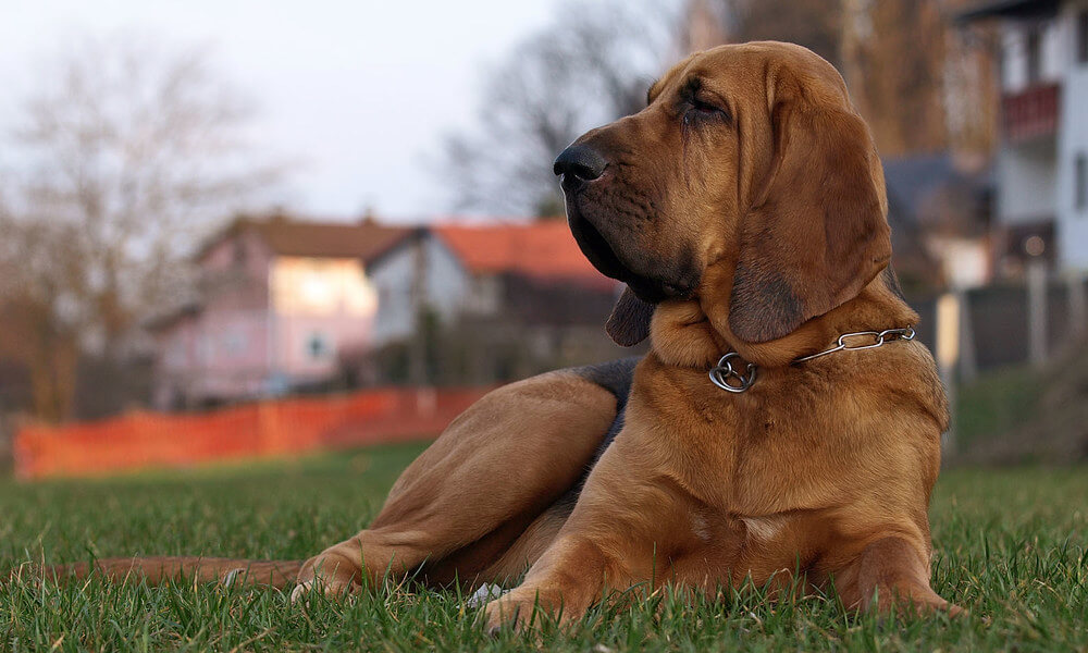 Pet Bloodhound Resting