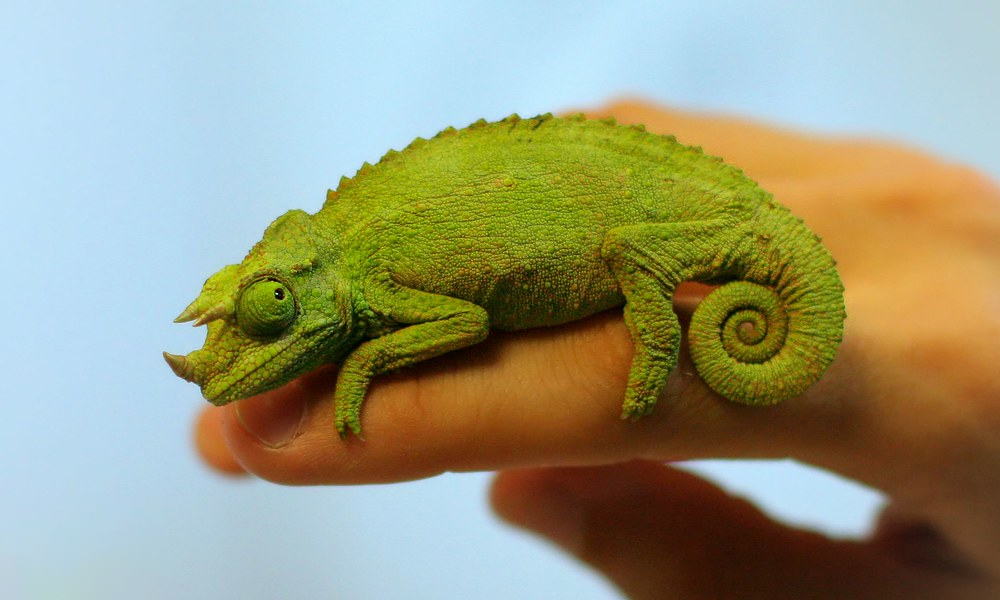 Pet Jackson's Chameleon Sitting on Hand