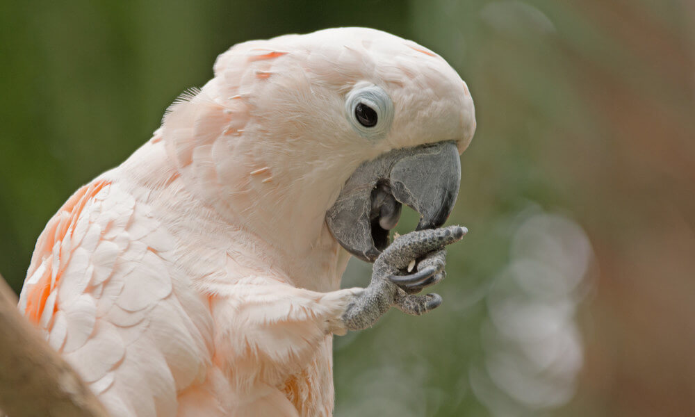 Pet Moluccan Cockatoo Closeup Image