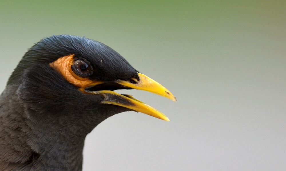 Pet Myna Bird Closeup Image