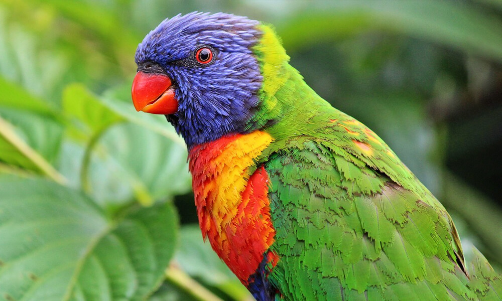Pet Rainbow Lorikeet Closeup Image