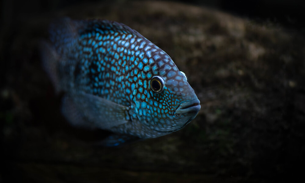 Texas Cichlid Close up Shot